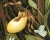 Image for Once Upon a Forest