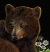 Image for Bear Cub