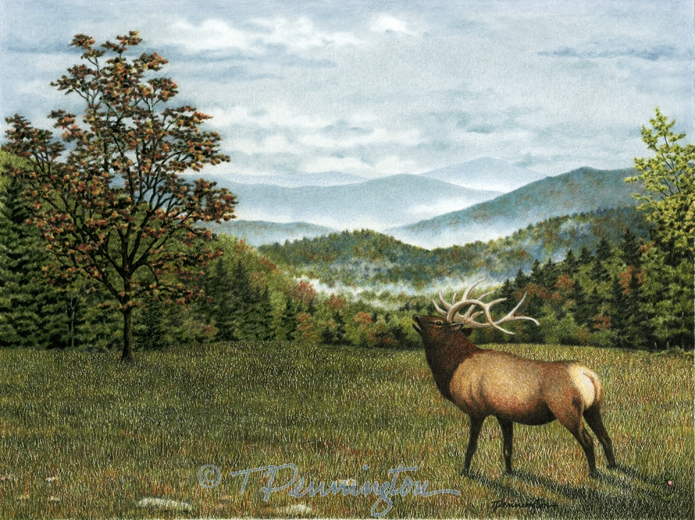 Cataloochee Elk